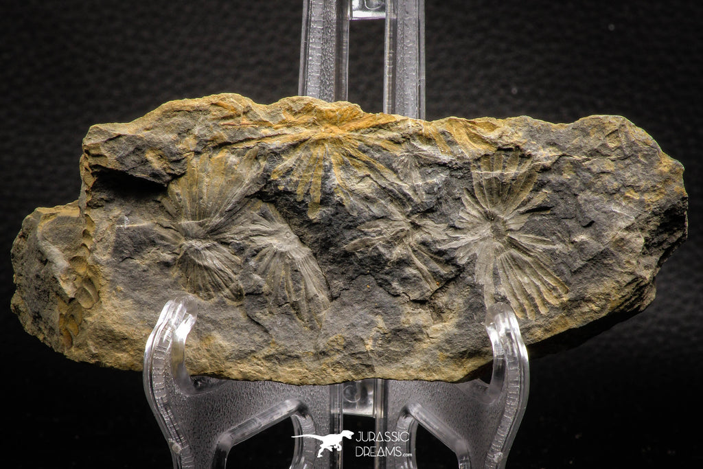 06982 - Nicely Preserved 4.47 Inch Annularia sp Carboniferous Fossil Plant