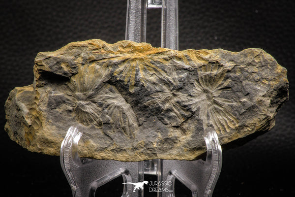 Nicely Preserved Inch Annularia sp Carboniferous Fossil Plant