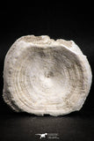 05128 - Top Huge 2.17 Inch Otodus obliquus Shark Vertebra Bone Paleocene