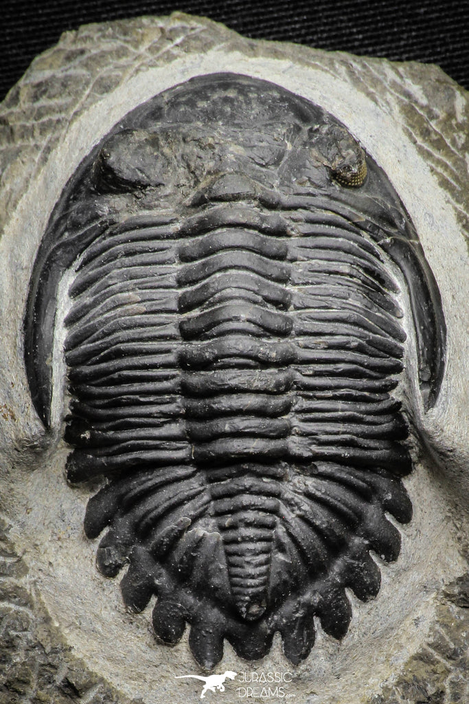 22072 - Nicely Preserved 2.32 Inch Hollardops merocristata Middle Devonian