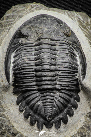 22072 - Nicely Preserved 2.32 Inch Hollardops merocristata Middle Devonian