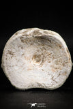 05129 - Top Huge 2.44 Inch Otodus obliquus Shark Vertebra Bone Paleocene