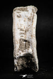 05129 - Top Huge 2.44 Inch Otodus obliquus Shark Vertebra Bone Paleocene