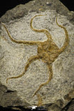 22075 -  Superb 5.88 Inch OPHIURA SP Brittlestar Upper Ordovician Ktaoua Fm