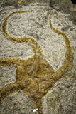 22075 -  Superb 5.88 Inch OPHIURA SP Brittlestar Upper Ordovician Ktaoua Fm