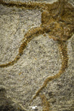 22075 -  Superb 5.88 Inch OPHIURA SP Brittlestar Upper Ordovician Ktaoua Fm