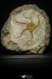 22075 -  Superb 5.88 Inch OPHIURA SP Brittlestar Upper Ordovician Ktaoua Fm