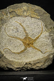 22076 -  Superb 7.28 Inch OPHIURA SP Brittlestar Upper Ordovician Ktaoua Fm