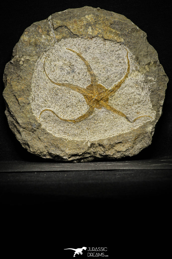 22076 -  Superb 7.28 Inch OPHIURA SP Brittlestar Upper Ordovician Ktaoua Fm