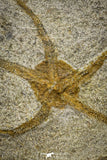 22076 -  Superb 7.28 Inch OPHIURA SP Brittlestar Upper Ordovician Ktaoua Fm