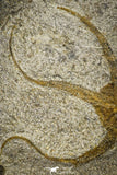 22076 -  Superb 7.28 Inch OPHIURA SP Brittlestar Upper Ordovician Ktaoua Fm