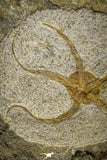 22076 -  Superb 7.28 Inch OPHIURA SP Brittlestar Upper Ordovician Ktaoua Fm