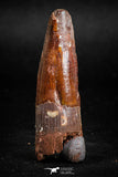 05137 - Beautiful Red 1.97 Inch Spinosaurus Dinosaur Tooth Cretaceous