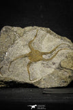 22077 -  Great Collection of 3 OPHIURA SP Brittlestar Upper Ordovician Ktaoua Fm