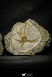 22077 -  Great Collection of 3 OPHIURA SP Brittlestar Upper Ordovician Ktaoua Fm