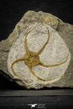 22077 -  Great Collection of 3 OPHIURA SP Brittlestar Upper Ordovician Ktaoua Fm