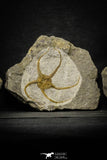 22077 -  Great Collection of 3 OPHIURA SP Brittlestar Upper Ordovician Ktaoua Fm