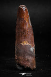 05137 - Beautiful Red 1.97 Inch Spinosaurus Dinosaur Tooth Cretaceous