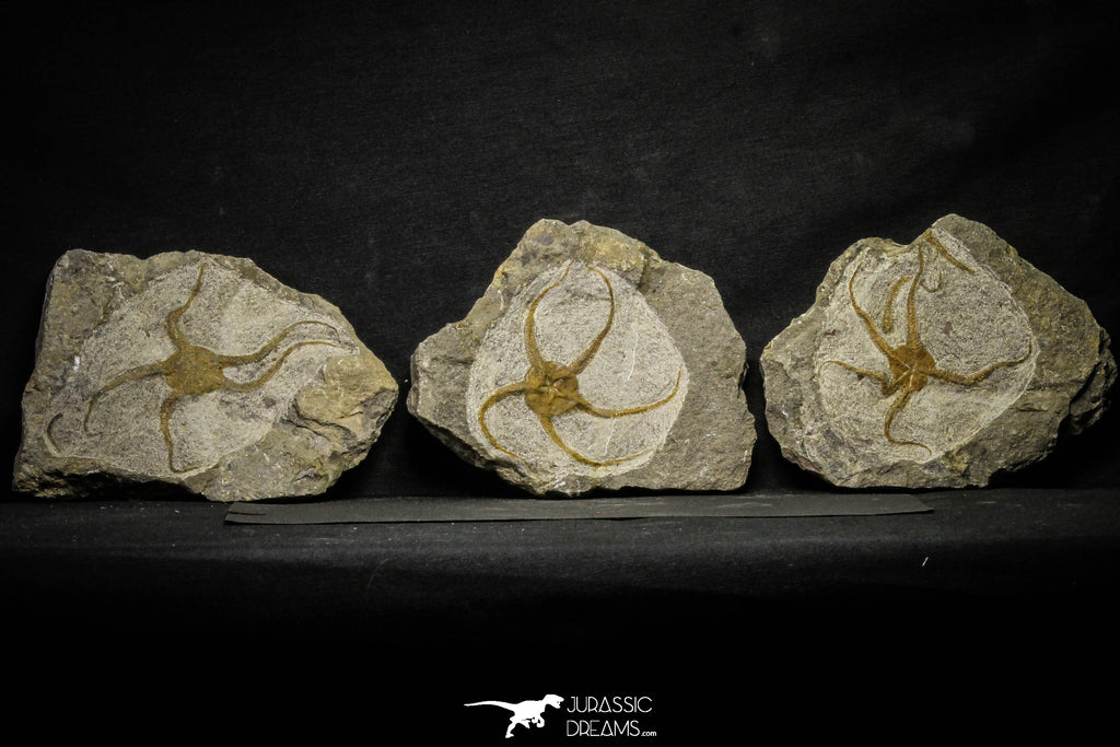 22077 -  Great Collection of 3 OPHIURA SP Brittlestar Upper Ordovician Ktaoua Fm