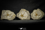22077 -  Great Collection of 3 OPHIURA SP Brittlestar Upper Ordovician Ktaoua Fm
