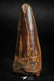 05138 - Beautiful 2.00 Inch Spinosaurus Dinosaur Tooth Cretaceous