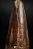 05138 - Beautiful 2.00 Inch Spinosaurus Dinosaur Tooth Cretaceous