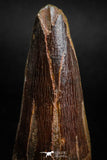 05138 - Beautiful 2.00 Inch Spinosaurus Dinosaur Tooth Cretaceous