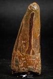 05138 - Beautiful 2.00 Inch Spinosaurus Dinosaur Tooth Cretaceous