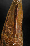 05138 - Beautiful 2.00 Inch Spinosaurus Dinosaur Tooth Cretaceous