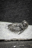 22078 - Top Rare Lichid Trilobite 0.64 Inch Acanthopyge (Lobopyge) bassei Lower Devonian