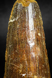 05139 - Beautiful 2.16 Inch Spinosaurus Dinosaur Tooth Cretaceous