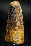 05139 - Beautiful 2.16 Inch Spinosaurus Dinosaur Tooth Cretaceous