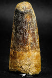 05139 - Beautiful 2.16 Inch Spinosaurus Dinosaur Tooth Cretaceous
