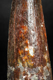 05140 - Beautiful Red 1.91 Inch Spinosaurus Dinosaur Tooth Cretaceous
