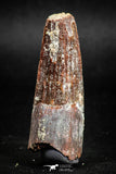 05140 - Beautiful Red 1.91 Inch Spinosaurus Dinosaur Tooth Cretaceous