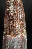05140 - Beautiful Red 1.91 Inch Spinosaurus Dinosaur Tooth Cretaceous