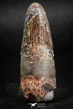 05141 - Beautiful Red 1.98 Inch Spinosaurus Dinosaur Tooth Cretaceous