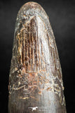 05141 - Beautiful Red 1.98 Inch Spinosaurus Dinosaur Tooth Cretaceous