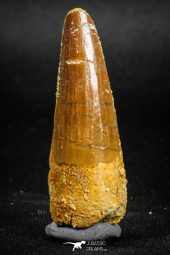 05142 - Well Preserved 1.78 Inch Spinosaurus Dinosaur Tooth Cretaceous