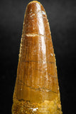 05142 - Well Preserved 1.78 Inch Spinosaurus Dinosaur Tooth Cretaceous