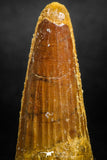 05142 - Well Preserved 1.78 Inch Spinosaurus Dinosaur Tooth Cretaceous
