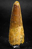 05142 - Well Preserved 1.78 Inch Spinosaurus Dinosaur Tooth Cretaceous