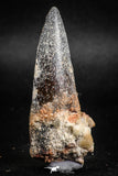 05143 - Beautiful Black 2.26 Inch Spinosaurus Dinosaur Tooth Cretaceous