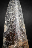 05143 - Beautiful Black 2.26 Inch Spinosaurus Dinosaur Tooth Cretaceous