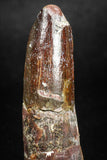 05144 - Beautiful 1.68 Inch Spinosaurus Dinosaur Tooth Cretaceous