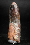 05144 - Beautiful 1.68 Inch Spinosaurus Dinosaur Tooth Cretaceous