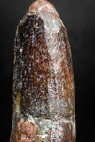 05144 - Beautiful 1.68 Inch Spinosaurus Dinosaur Tooth Cretaceous
