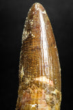 05145 - Beautiful 1.65 Inch Spinosaurus Dinosaur Tooth Cretaceous
