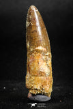 05145 - Beautiful 1.65 Inch Spinosaurus Dinosaur Tooth Cretaceous