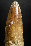 05145 - Beautiful 1.65 Inch Spinosaurus Dinosaur Tooth Cretaceous